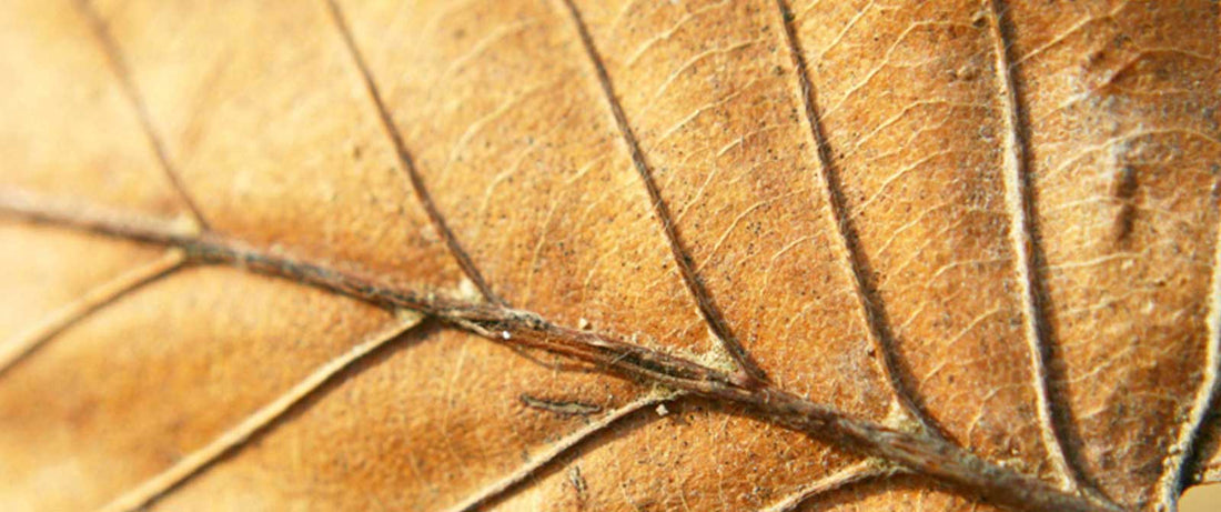 Criatividade em família: marcadores de livros com flores e folhas secas